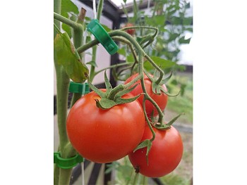 Клипсы для крепления растений, 20шт. ВОЛАТ